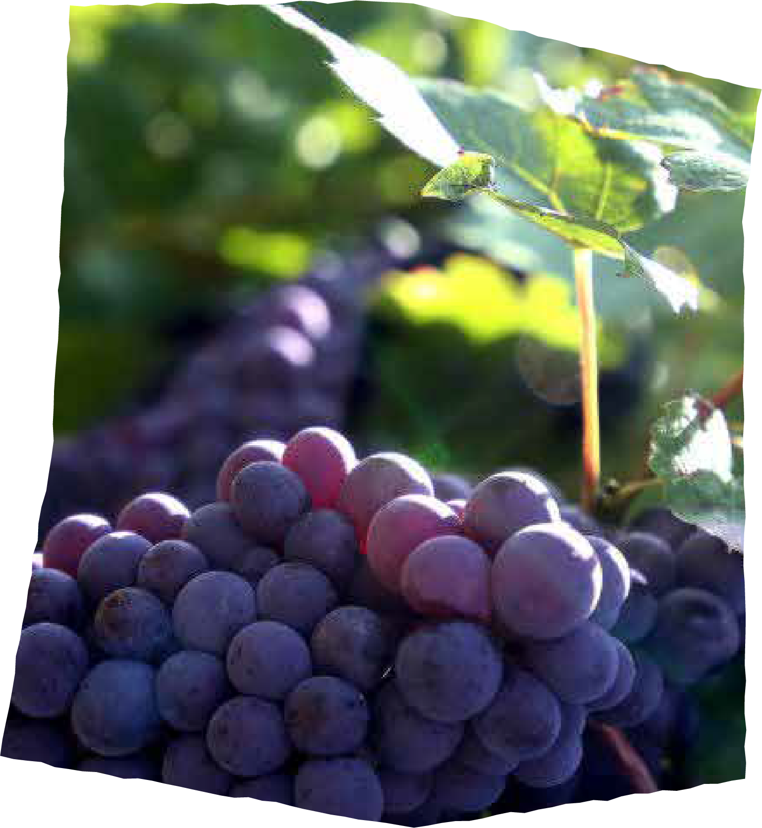 Image des vignes de la r&eacute;gion de Nyon