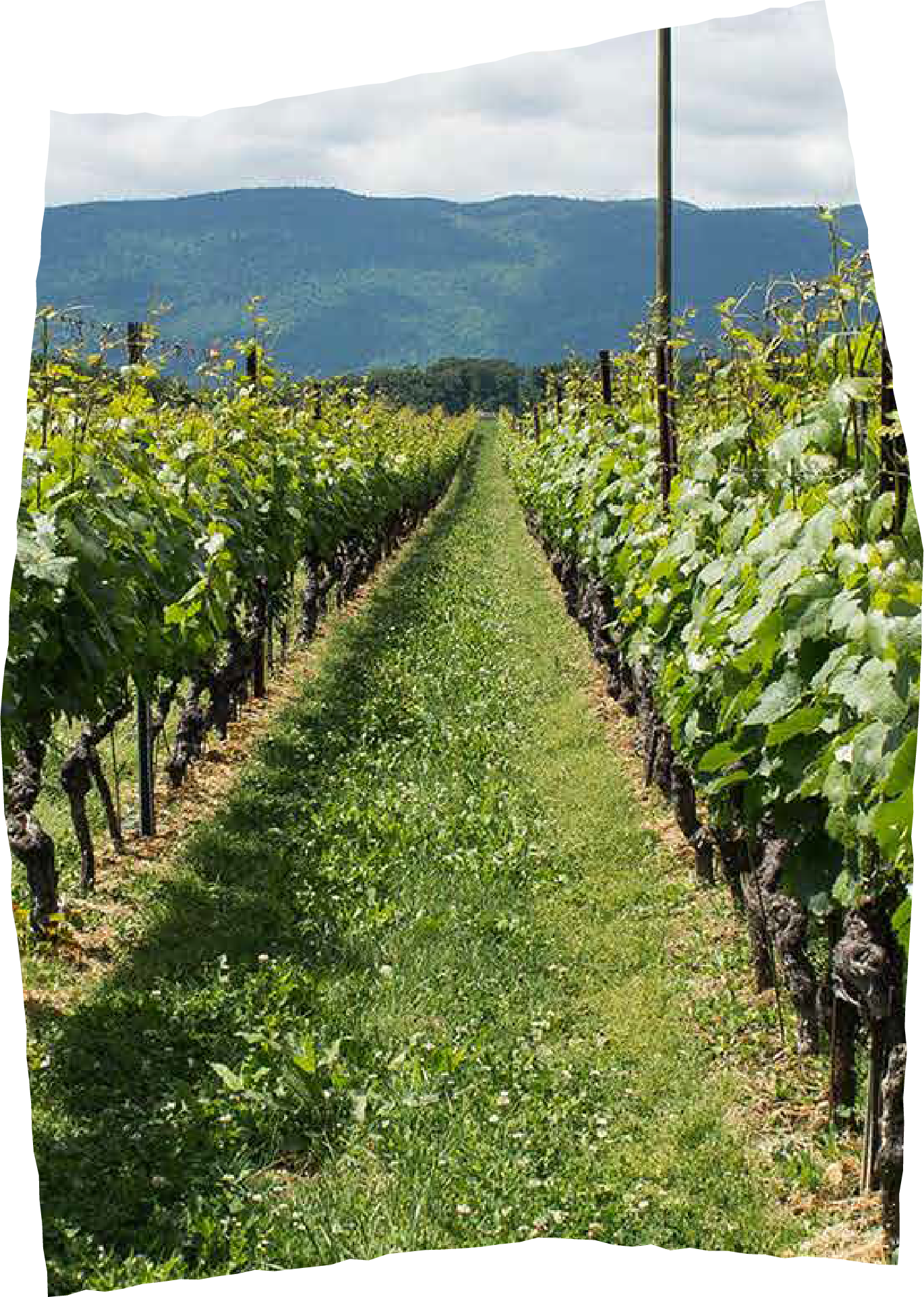 Image des vignes de la r&eacute;gion de Nyon