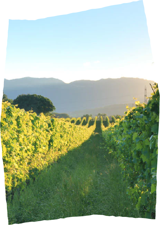 Image des vignes de la r&eacute;gion de Nyon
