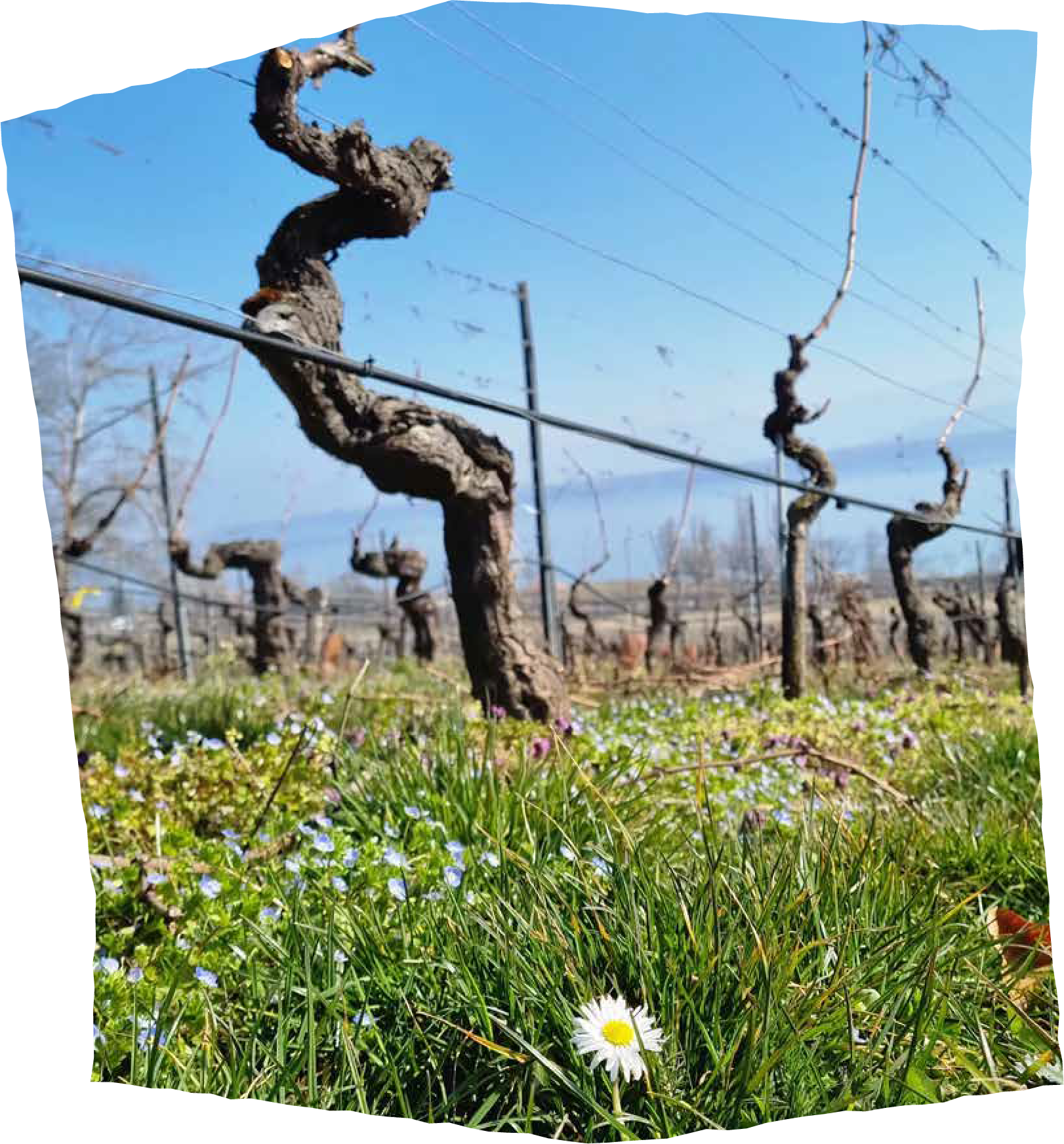 Image des vignes de la r&eacute;gion de Nyon